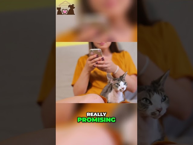 🤩 Cat Owners Rave About Elevated Bowls