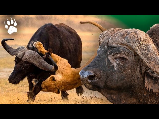 The Buffalo Against the Lion - Chronicle of Wild Africa | Pierre Arditi | Documentary - BF