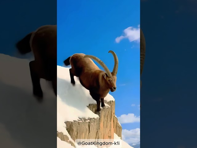 🐐💪 Climbing Like a Pro – Goat Edition! ⛰️ #shortvideo #goat #mountains #animals #love