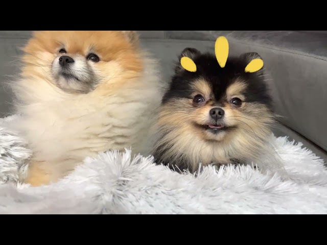 Pomeranians Share Their New Fluffy Cuddler Bed 🫶🏻