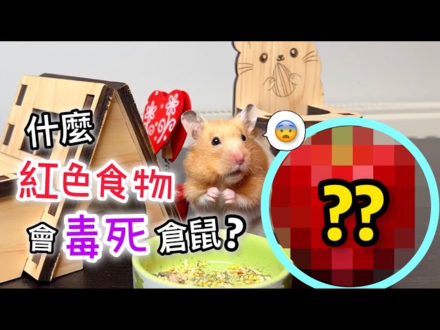 紅色食物攻略! 倉鼠必吃與禁忌清單大公開! Red Food Guide For Hamsters