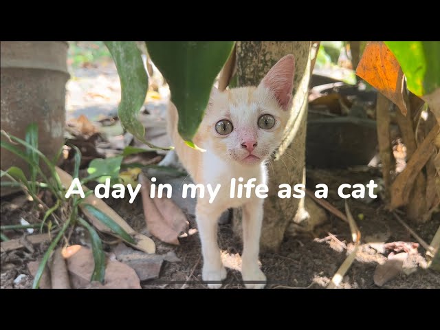 Slow living: A day in my life as a cat 🐱 | The adventure of Uno the orange kitten 🐈