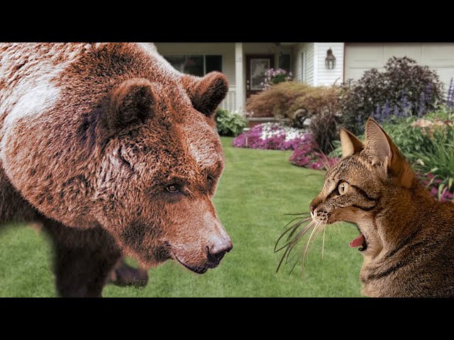 Angry cat attacks bear. Cat vs. bear. Cat in action.