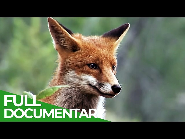 A Fox's Tale: Survival in the Alpine Wild | Free Documentary Nature