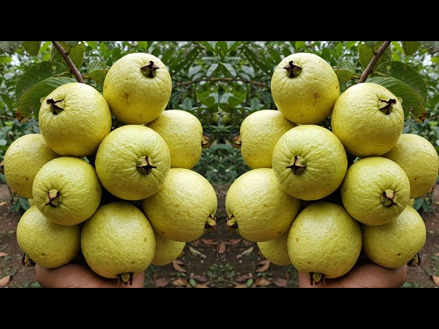 LIVE🔴🌿Fastest Way to Grow Guava Trees at Home & Get More Fruits #livestream #live