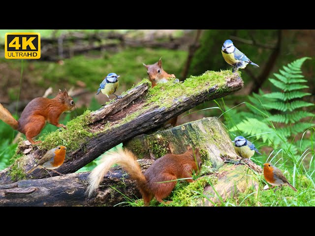 Cat TV: BIRDS for Cats to Watch 😺 with Squirrels and Forest Bird Sounds 😺 🐦 10 Hours 4K