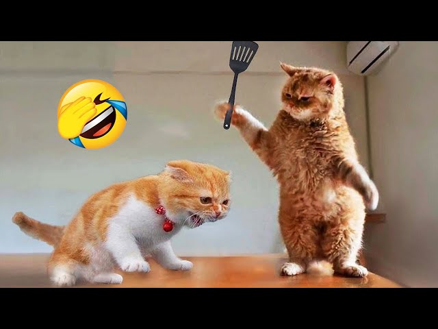 Funniest Animals 2023 😂 New Funny Cats and Dogs Videos 😻🐶 Part 1