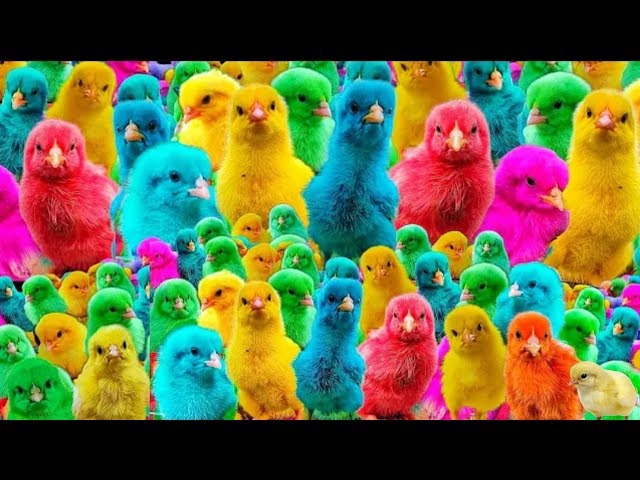 WADIDAW GAES❗❗ MENANGKAP AYAM WARNA WARNI - KUCING - BEBEK -AYAM RAINBOW- KUCING MEONG   #4