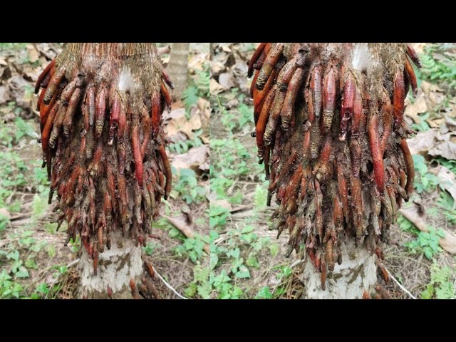 Betelnut tree rooting technique | How To Grow Betelnut Tree Roots