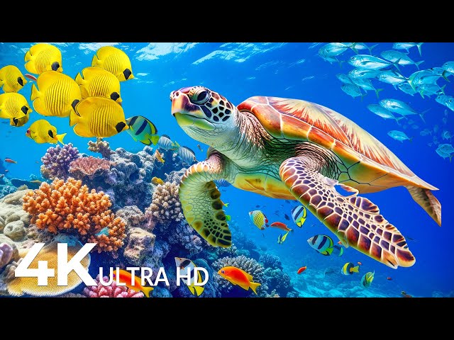 Dive Into the Mesmerizing Underwater Realm 🐠  Marvel at Sea Animal in The Best 4K HDR Aquarium #20