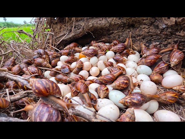 Top amazing - pick a lot of duck eggs and snails on the tree stump at field by hand a farmer