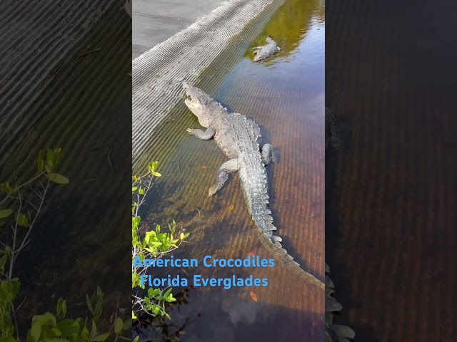 American Crocodiles Florida Everglades #earth #crocodile #wildlife #giantreptile #nature