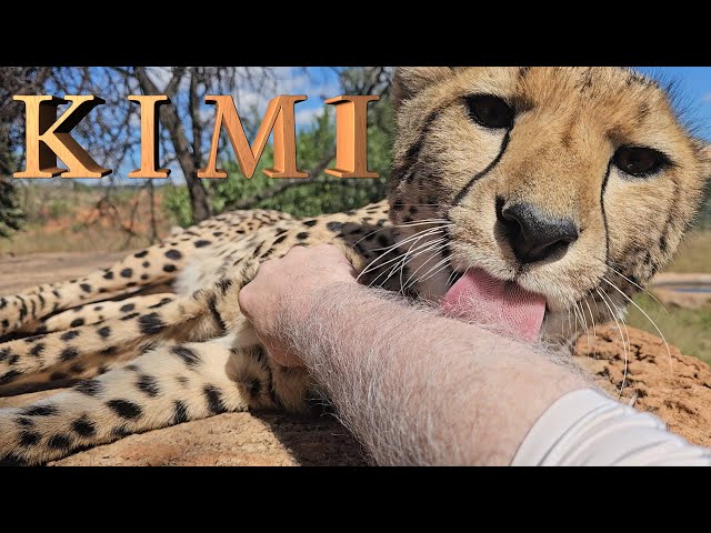 I walk Kimi The Cheetah In A Nature Reserve For Enrichment | She Finds Chocolate Antelope Droppings