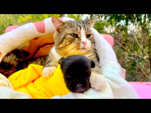 Shocking motherly love! The cat 🐱 breastfed the puppy 🐶 😘😊👍