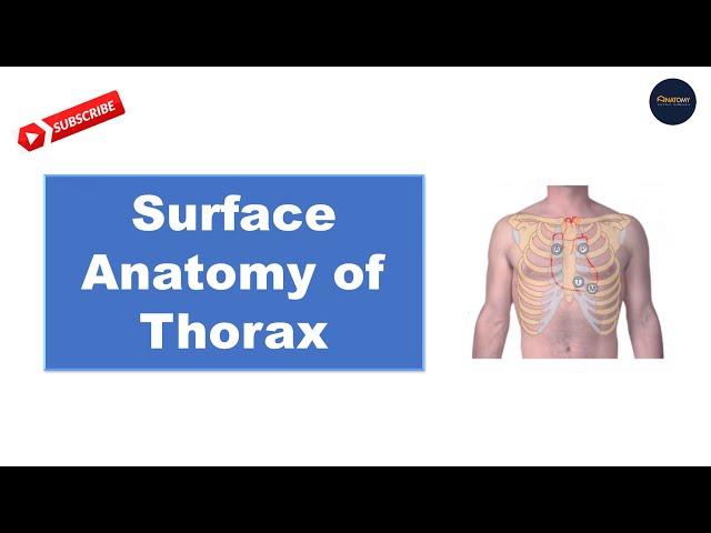 Surface Anatomy of thorax in Bangla