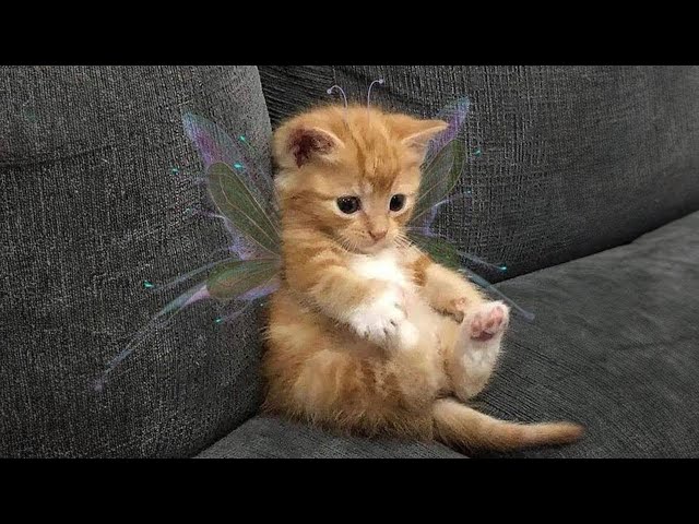 10 minutes of adorable 🥰cats and kittens videos to keep you smiling 😍😅