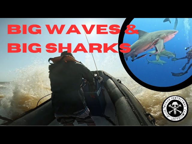 BIG waves & BIG Sharks!