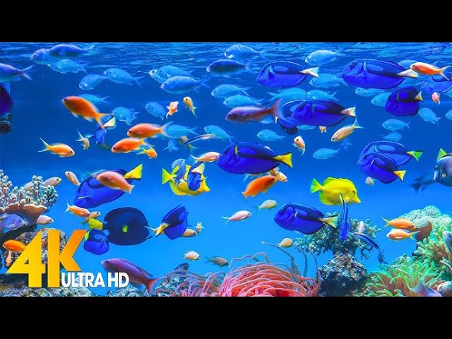 A Soothing Underwater Symphony: Relaxing ASMR Aquarium atmosphere, colorful fishes