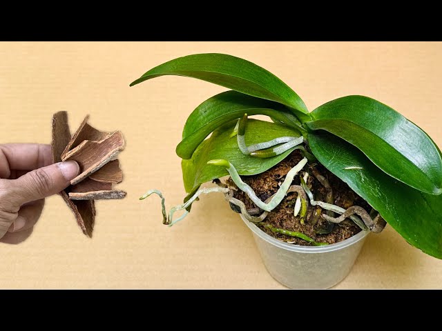 Only put 1 piece on the root! The weakest orchid will grow to 100% and bloom all year round