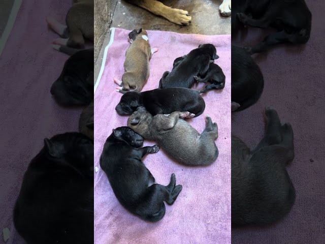 Congratulation! Puppies!!! #puppy #cat #newborn.