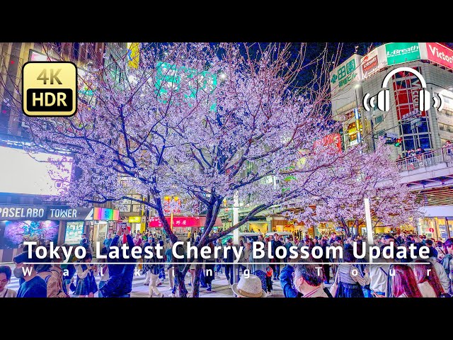 As of 3/30 - Tokyo Latest Cherry Blossom Update: Stunning Full Bloom in Shinjuku [4K/HDR/Binaural]