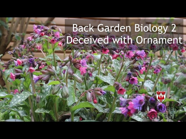 Deceived with Ornament | Back Garden Biology 2 with Dr Lindsay Turnbull