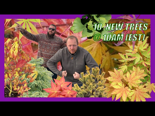 🔥 Big News + 10 Electric Japanese Maples & Conifers! | 10@10 for February 20, 2025 🌿🎉