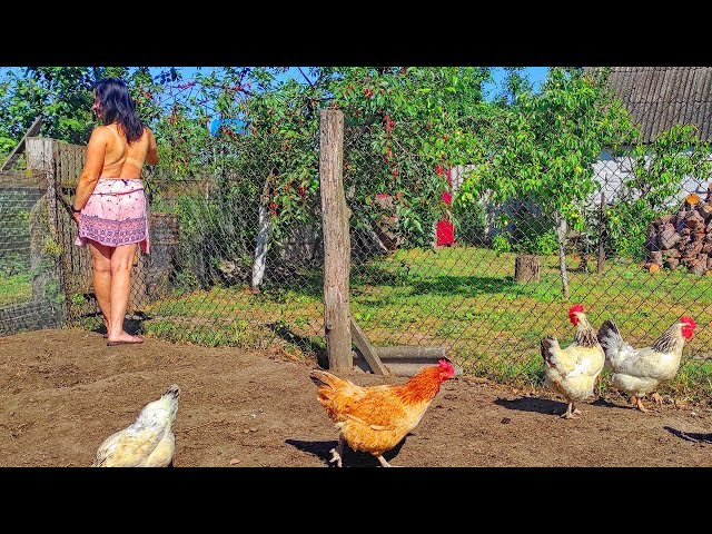 The farmers wife walks the chickens. The rooster has many chickens to entertain