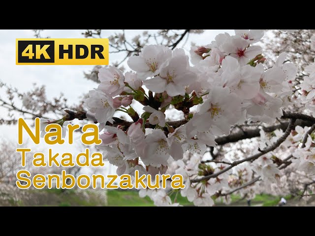 [4K HDR] Takada Senbonzakura Walk 2024