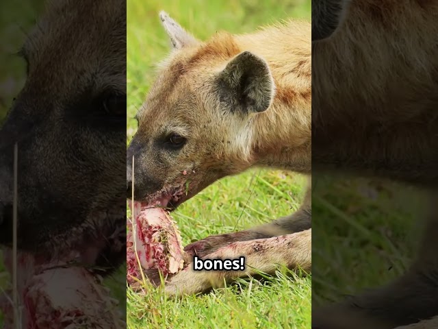 Hyenas: The Real Kings of the Wild? 🐾 powerful hunters, bone-crushing beasts, and master survivors!