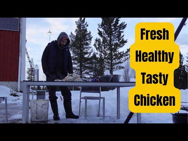 Processing Home-Raised Chickens Outdoors In Winter Up North | Injury & Sheep Updates