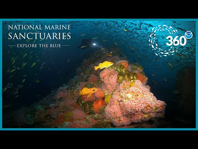 Explore the Blue: Cordell Bank 360° Experience