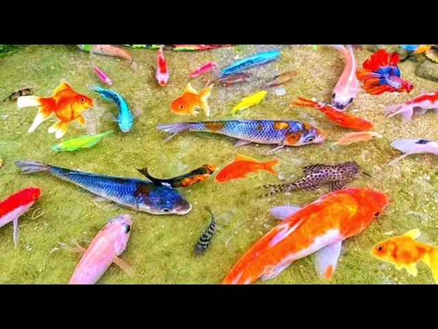 Catch Nests Tiny Colorful Turtle In Tiny Pond, Aquarium Fish, Baby Shark, Pencil Fish, Cow Fish,235