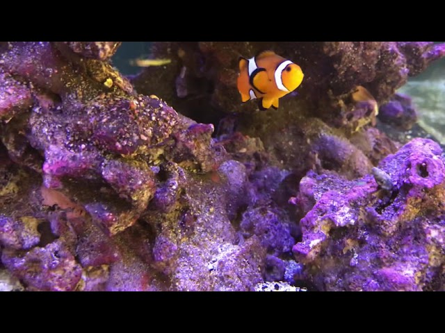 Help Jane name her two Clownfish? 1 male 1 female