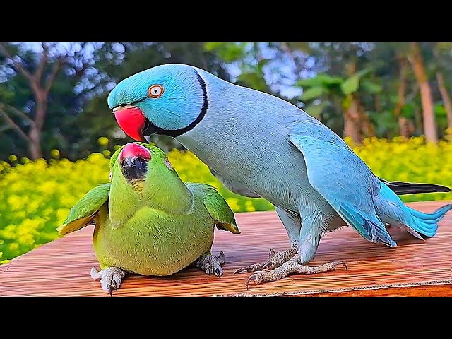 Birdsong 🐦 Soothing Bird Sounds: Heal Anxiety, Depression, Soothe the Heart | Beautiful Bird Sounds