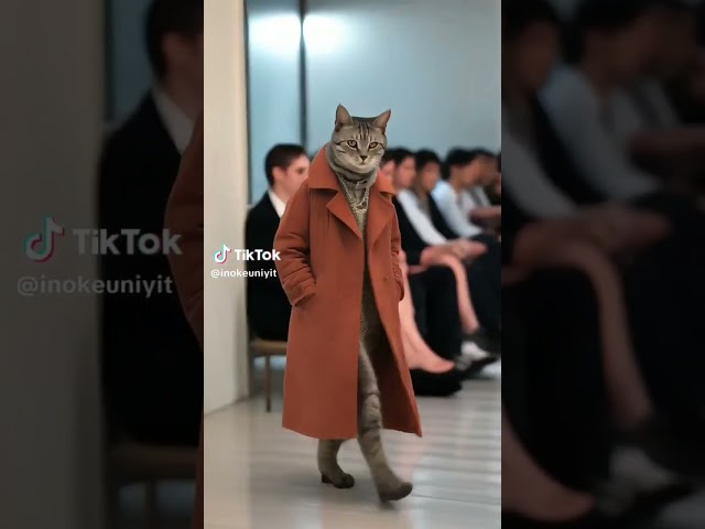 Cat modeling on the catwalk #asmr #trending