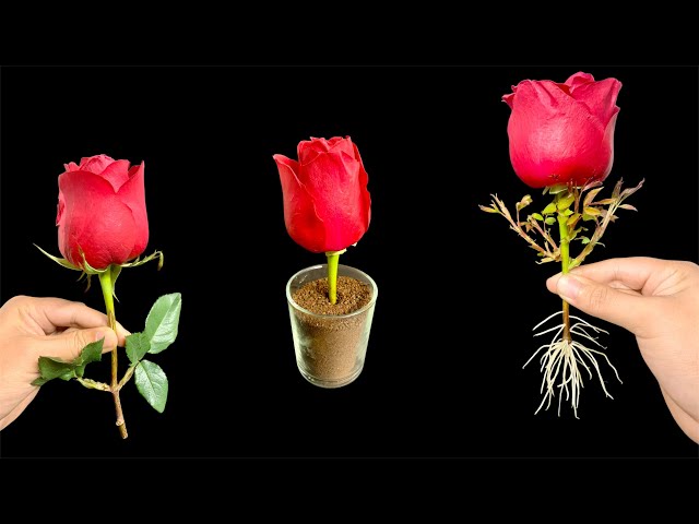 Propagate rose buds with 1000% germination and rooting rate! Use coffee.