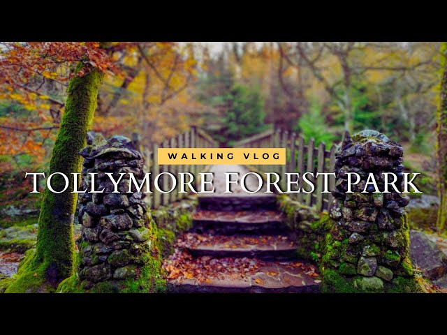 Magical Irish Forest Park walk