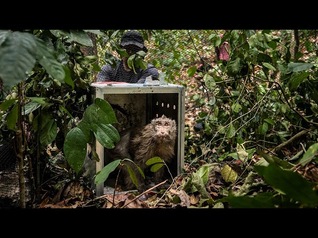 Macaque release by JAAN 360º video