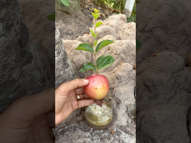 This SMART ideas with apple fruit in forests #camping #outdoors #survival #bushcraft #ideas