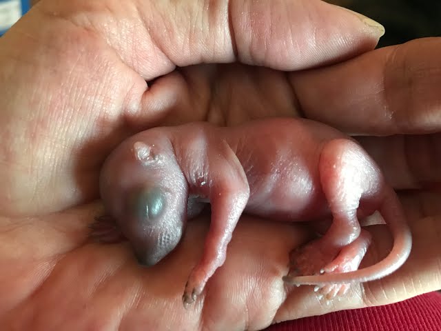 Rescued tiny newborn baby squirrel clings to life ❤️