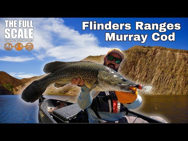 Flinders Ranges Murray Cod | The Full Scale