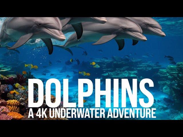 Dolphins Dance to the Music: A Harmonious Underwater Symphony 4K