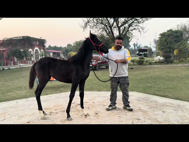 how to train a horse foal for trailer loading by JT bhai