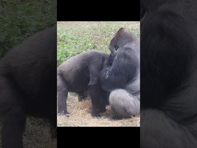 cute #gorilla coupe 😆 #gorillatag #金剛猩猩 #台北市立動物園 #shorts