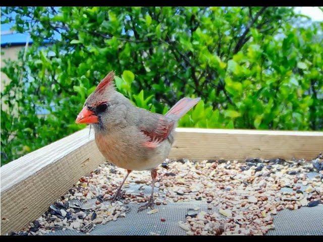 Female Cardinal Up-Close 4K Nature