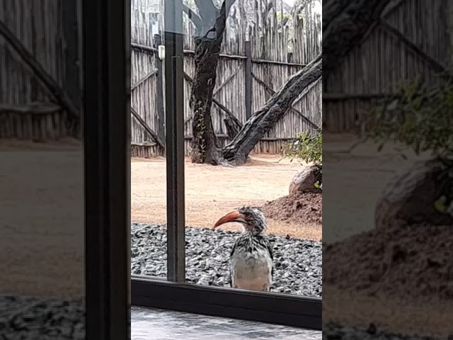 Watch rain soaked bird singing #animals #birds #wildlife