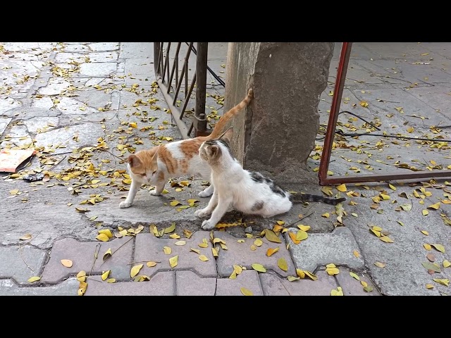 #kitten #onroad #cutecats #whitecat #yellowcat