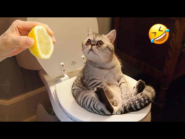 You Need a Cat for Daily Laughs 😂 Funny Animal Videos 2024 😂