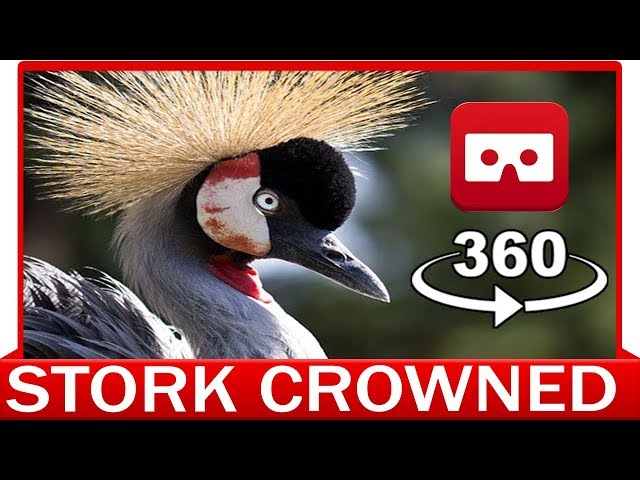 360° VR 4k - STORK CROWNED CRANE - DISCOVERY ANIMAL & NATURE - VIRTUAL REALITY 3D